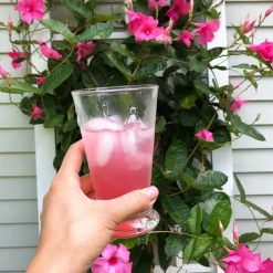 Bee Ice tea Glass, Set of 6