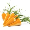 Bushel of Carrots