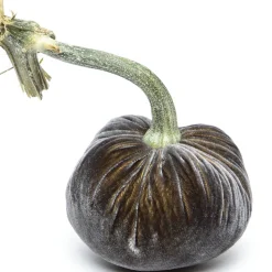 Graphite Silk Velvet Pumpkin