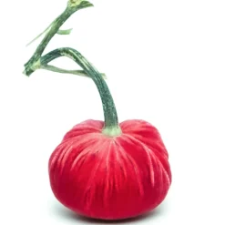 Guava Silk Velvet Pumpkin