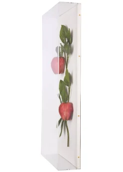 Large Fruit Study Apples On Snow Linen