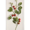Large Fruit Study Strawberries On Snow Linen