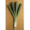 Large Vegetable Study Leek On Gilded Linen