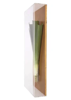 Large Vegetable Study Leek On Gilded Linen