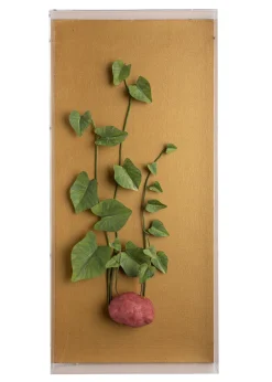 Large Vegetable Study Potato On Gilded Linen