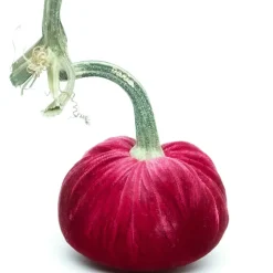 Lipstick Silk Velvet Pumpkin