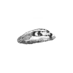 Oyster Shell