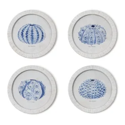 Sea Urchin Framed Prints, Set of 4