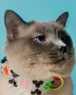 Seltzer Dog Collar