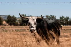 Stanly Ranch Napa, Luxury 5-Night Stay