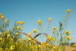 Stanly Ranch Napa, Luxury 5-Night Stay