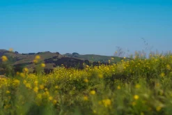 Stanly Ranch Napa, 2-Night Stay