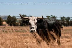 Stanly Ranch Napa, 2-Night Stay