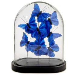 Ultramarine Butterflies in Oval Dome