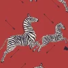 Zebras Wallpaper in Red